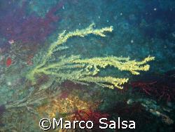 Portofino. Secca Isuela. Corallo!!! by Marco Salsa 